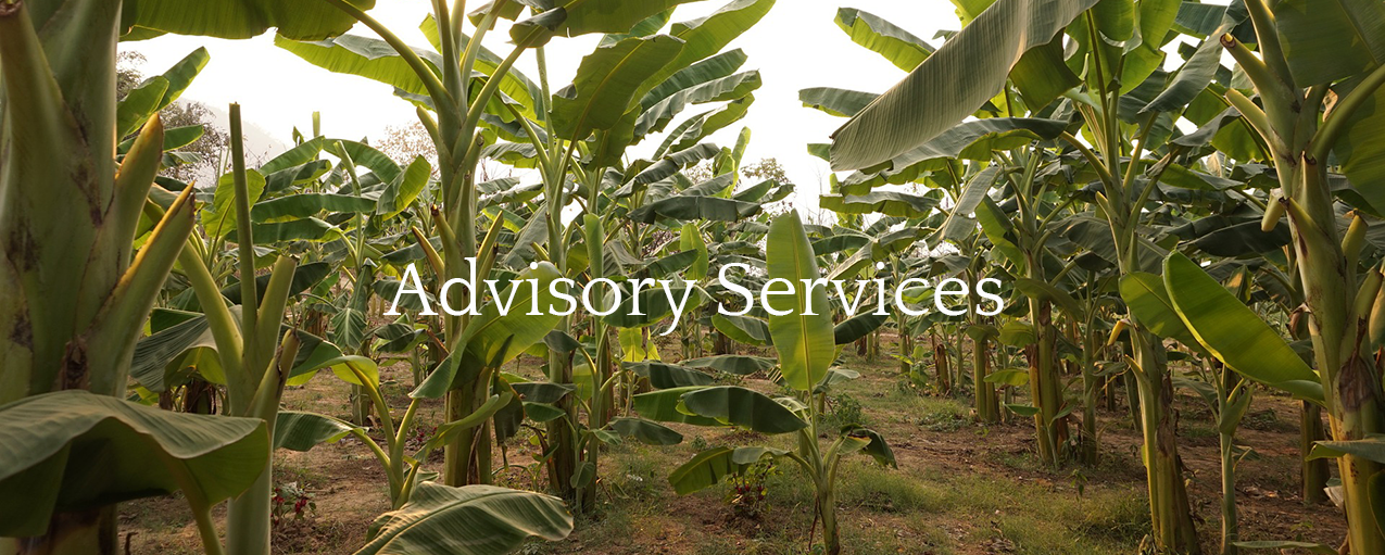Advisory Services